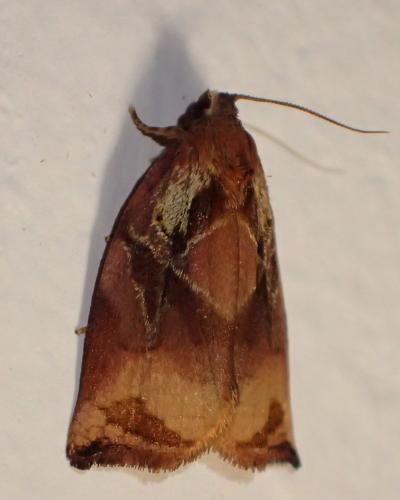 Réf. 324 238 : Archips podana